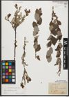 Foto von Salix starkeana Willd.